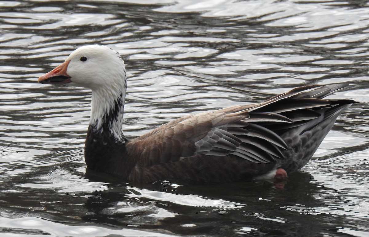 Snow Goose - ML614936653