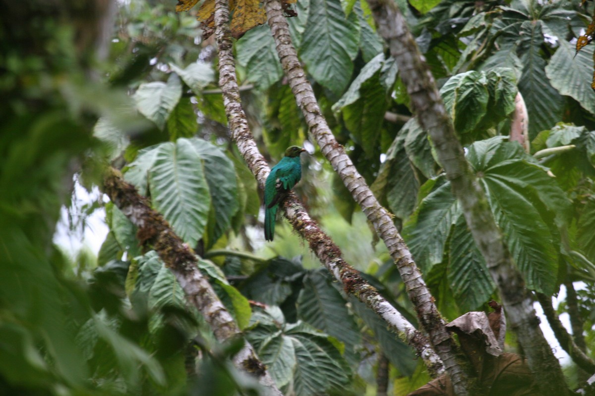 Golden-headed Quetzal - ML614936657