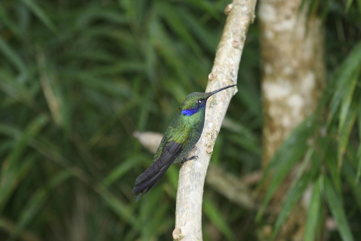 Glanz-Veilchenohrkolibri - ML614936681