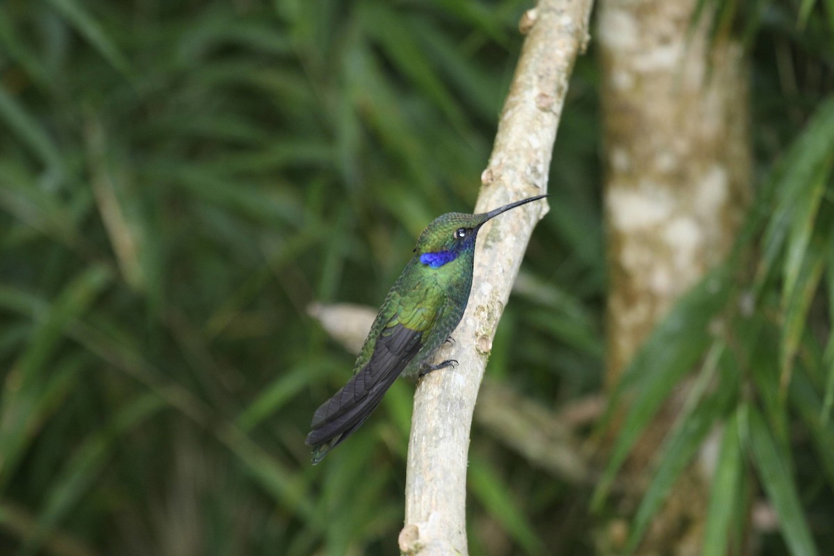 Colibrí Rutilante - ML614936681