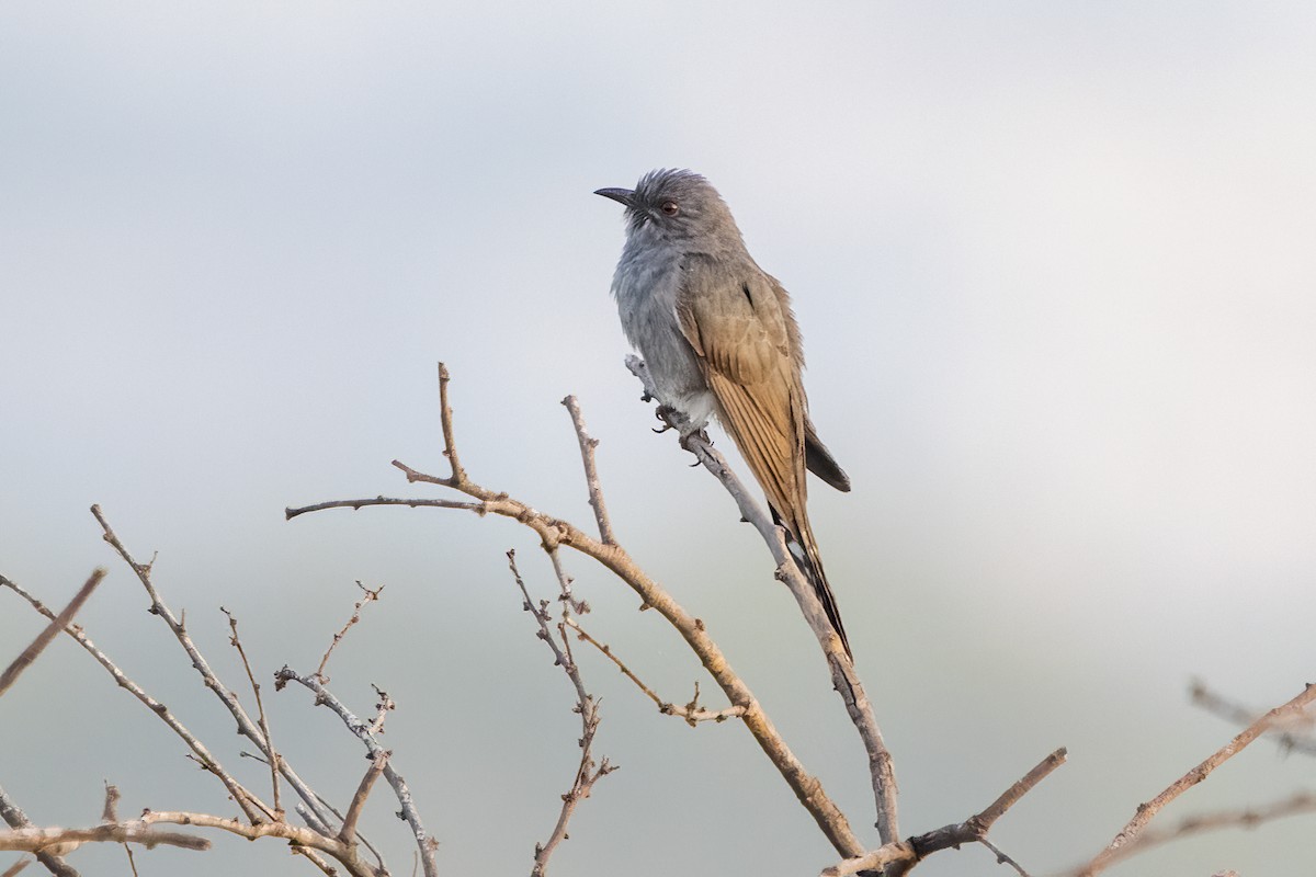 Gray-bellied Cuckoo - Ravi Jesudas