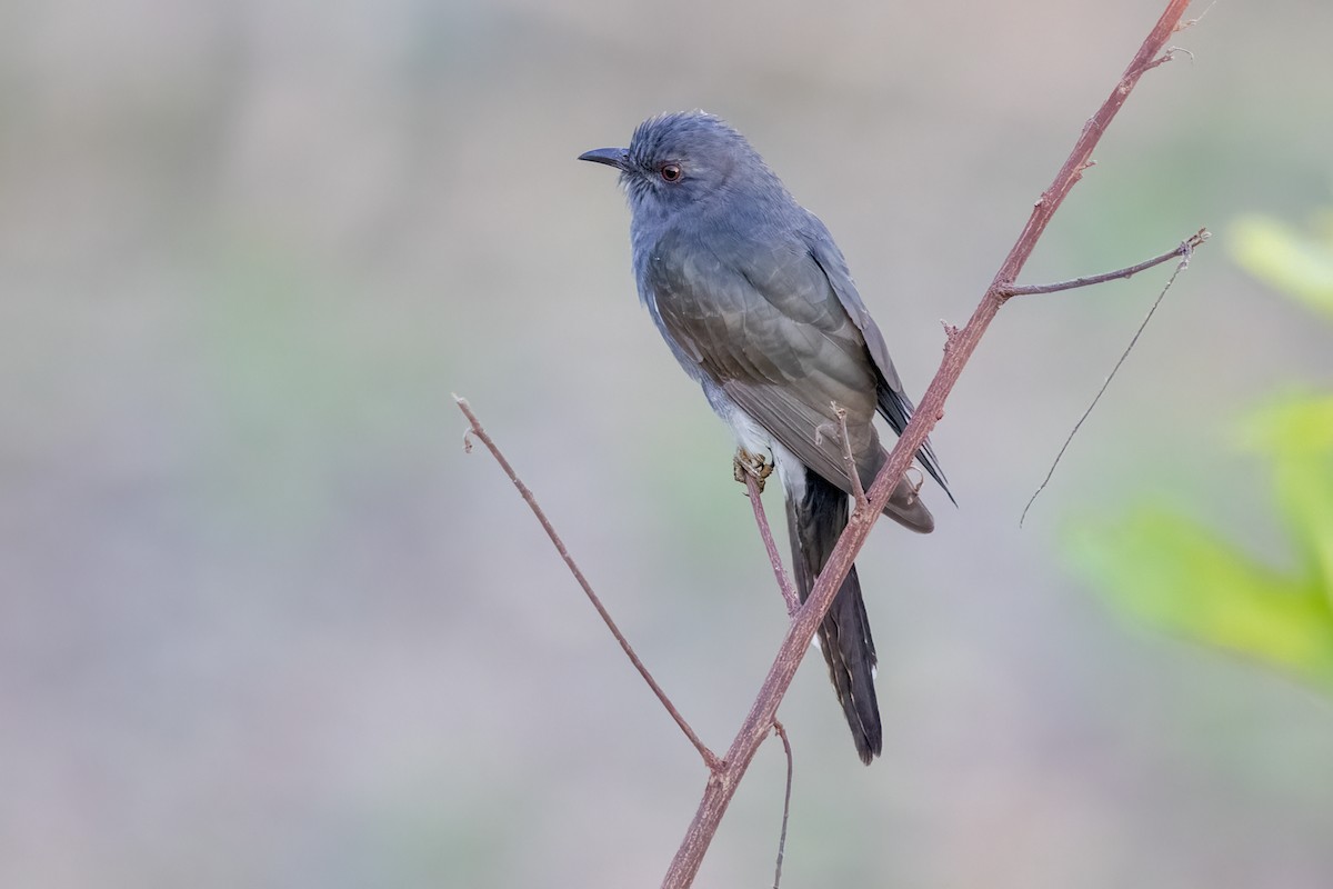 Gray-bellied Cuckoo - ML614936697