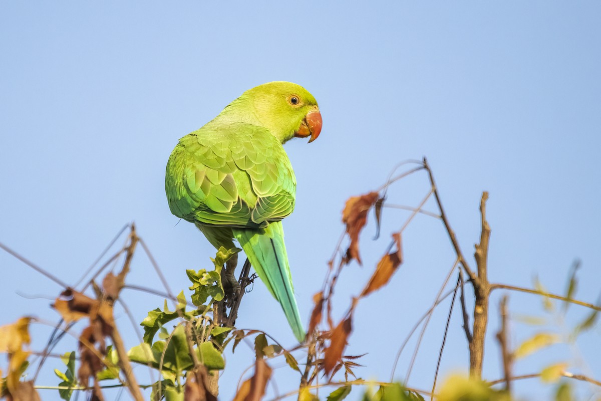 Rose-ringed Parakeet - ML614936724