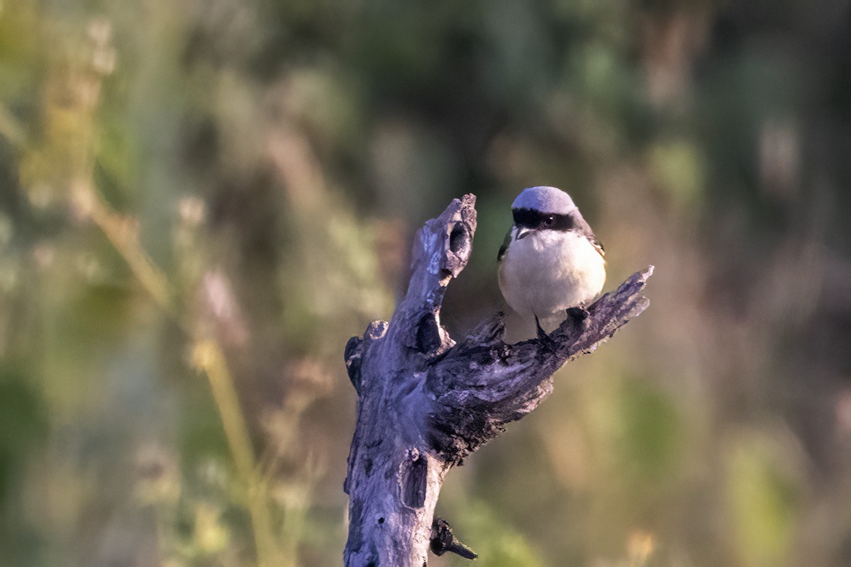 Bay-backed Shrike - ML614936734