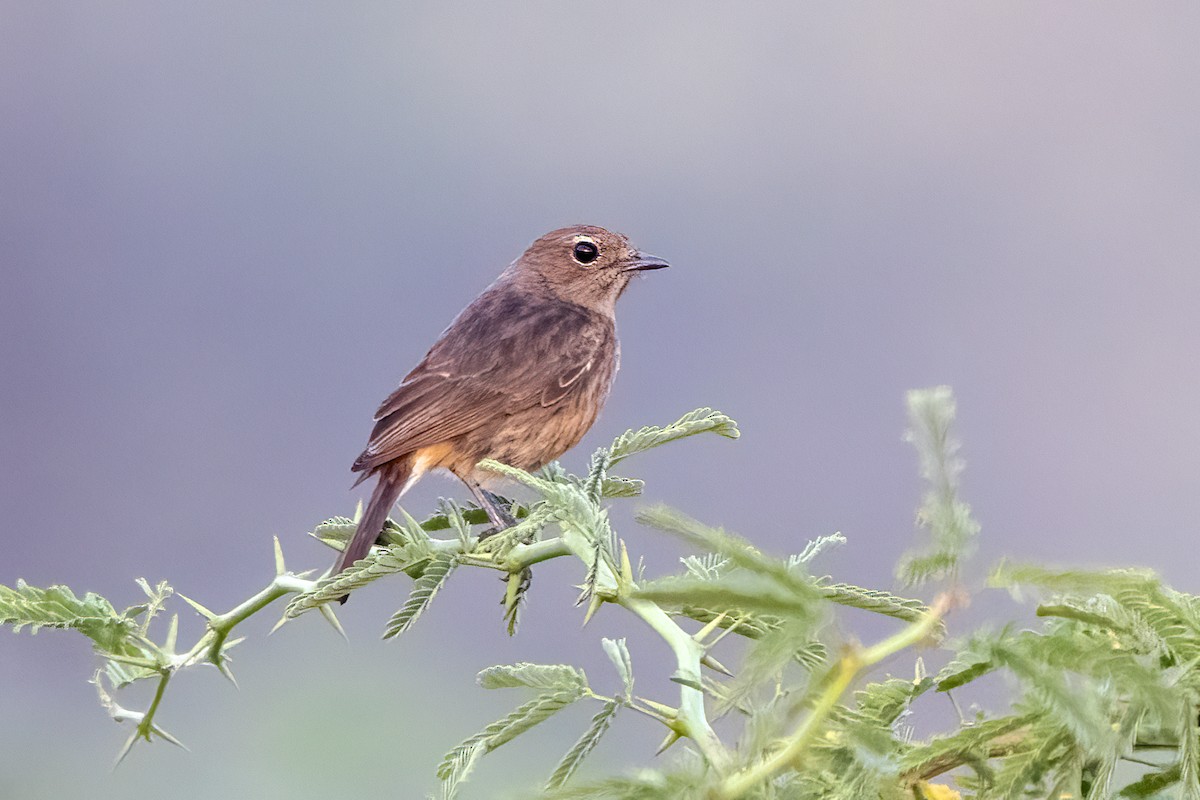 Pied Bushchat - Ravi Jesudas