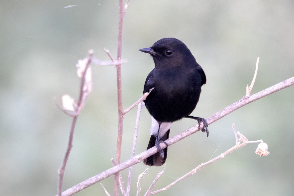 Pied Bushchat - Ravi Jesudas