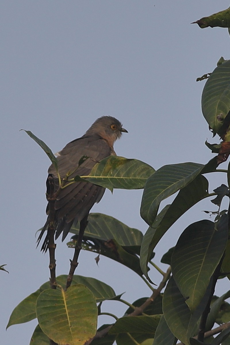 Common Hawk-Cuckoo - ML614936836