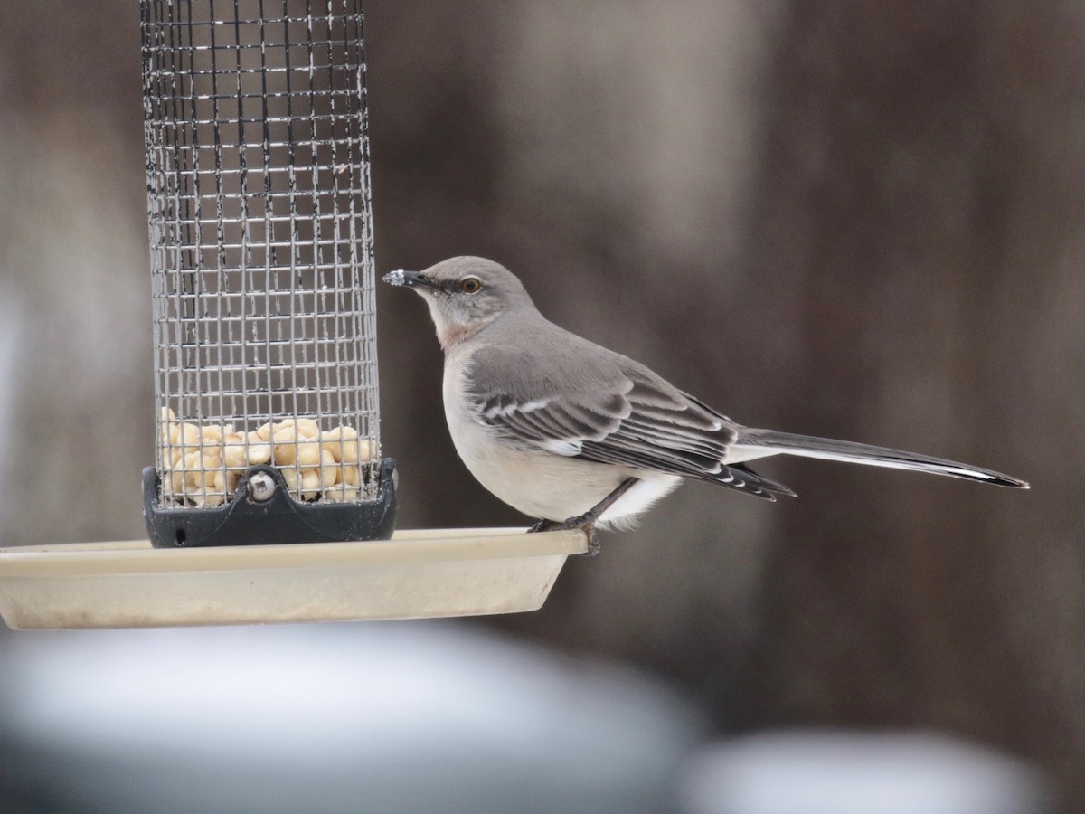 Northern Mockingbird - ML614936923