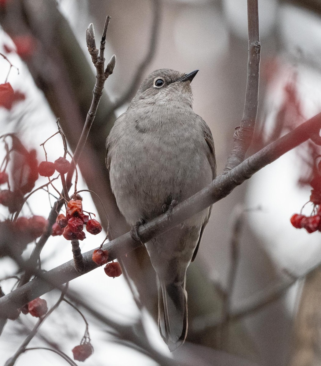Townsend's Solitaire - ML614936968