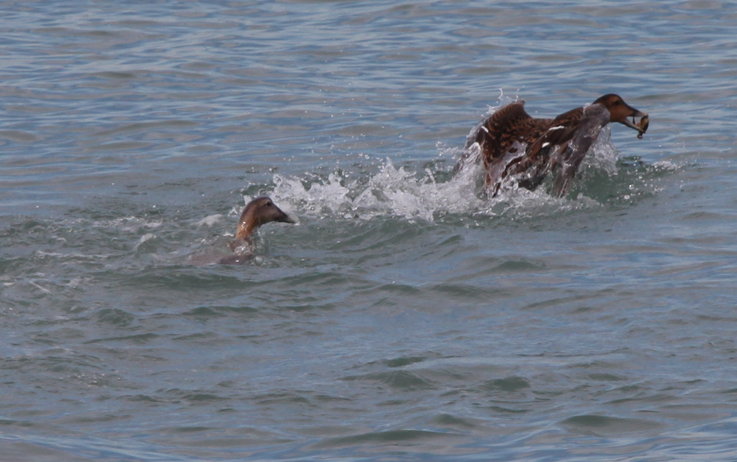 Common Eider - ML614936995