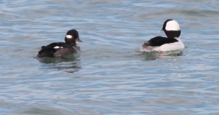 Bufflehead - ML614936997