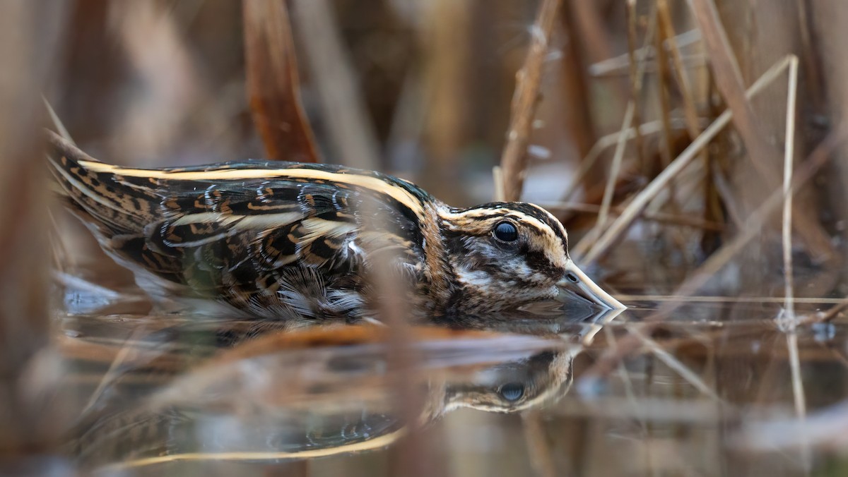 Jack Snipe - ML614937016