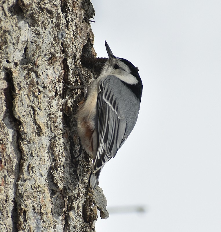 White-breasted Nuthatch - ML614937023