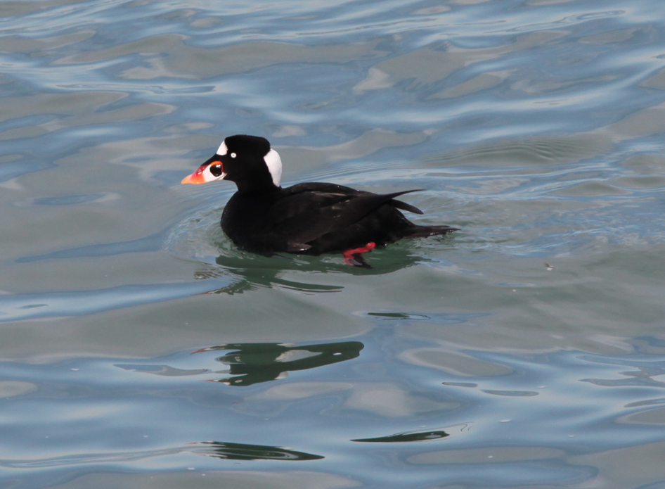 Surf Scoter - ML614937032