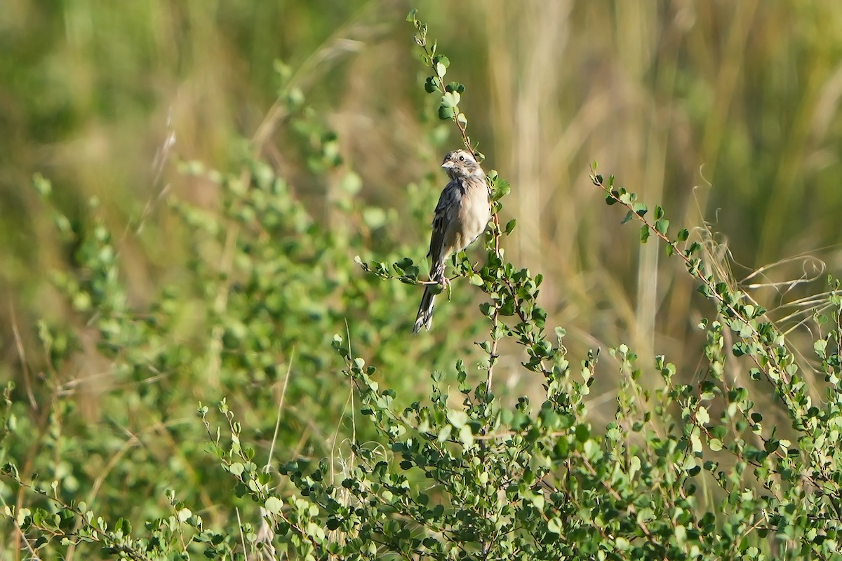 Rufous-backed Bunting - ML614937034