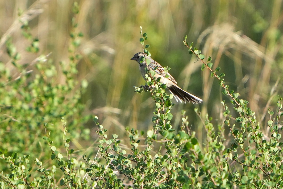 Rufous-backed Bunting - ML614937035