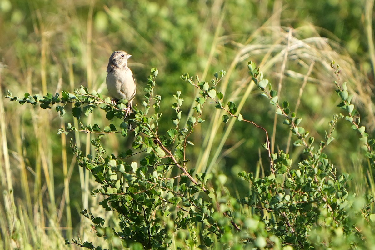 Rufous-backed Bunting - ML614937038