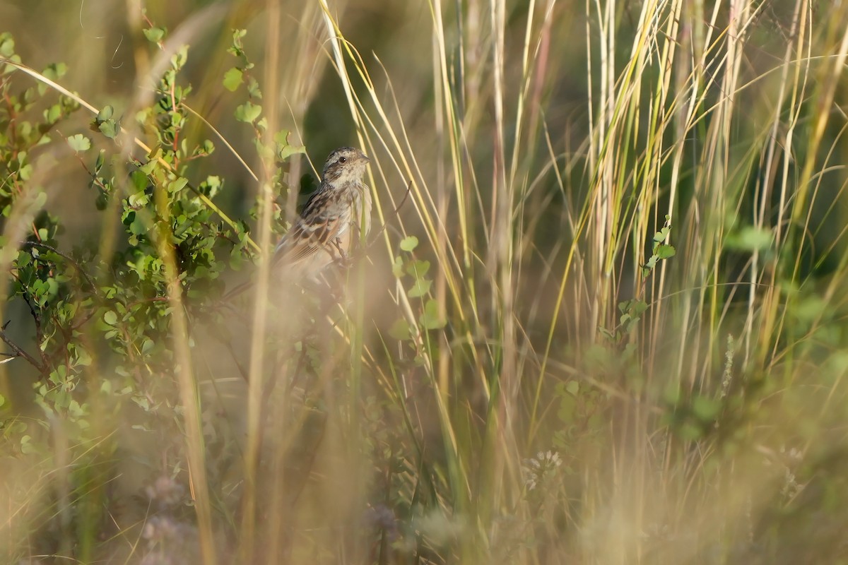 Rufous-backed Bunting - ML614937039