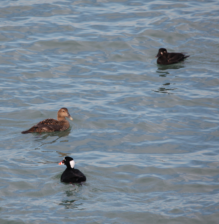 Surf Scoter - ML614937044