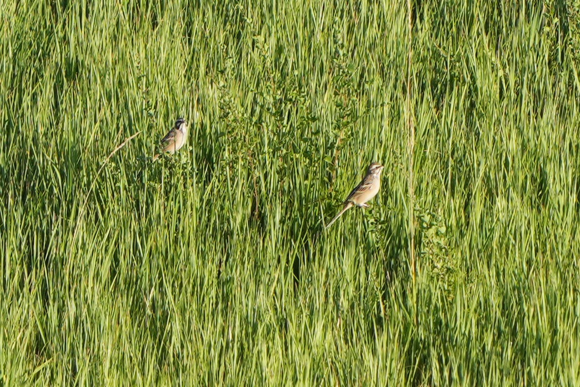 Rufous-backed Bunting - ML614937060