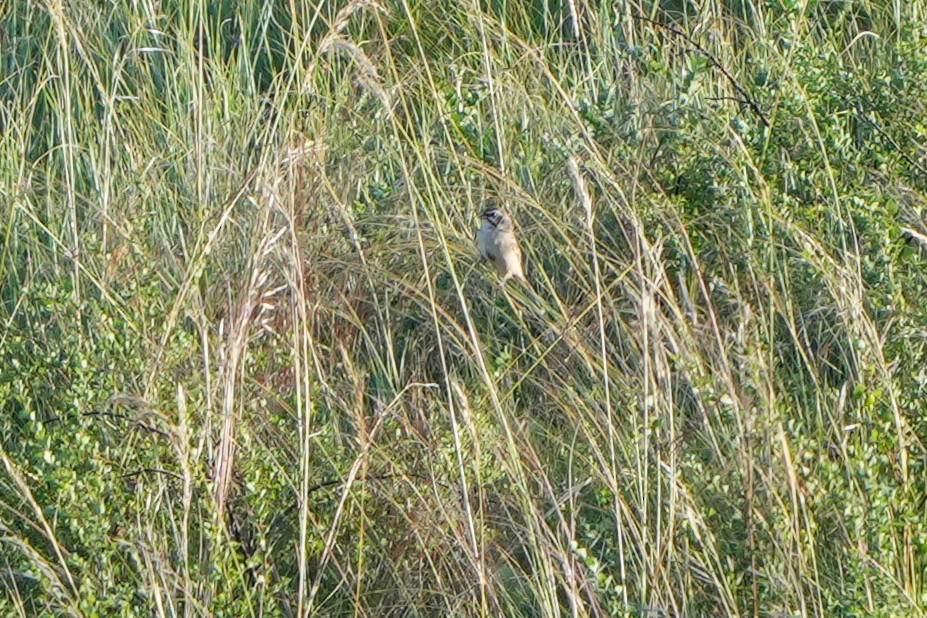 Rufous-backed Bunting - ML614937062