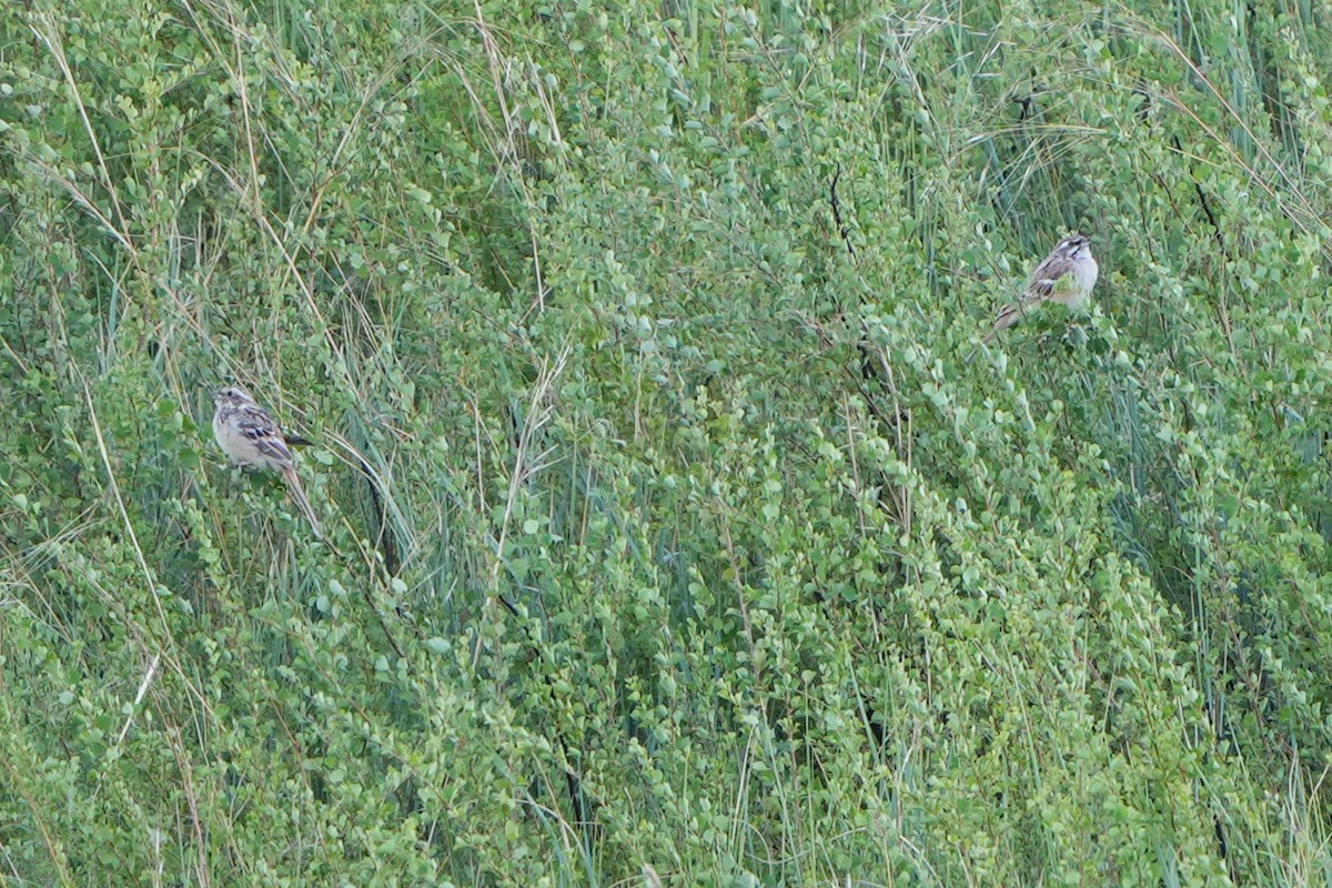 Rufous-backed Bunting - ML614937063