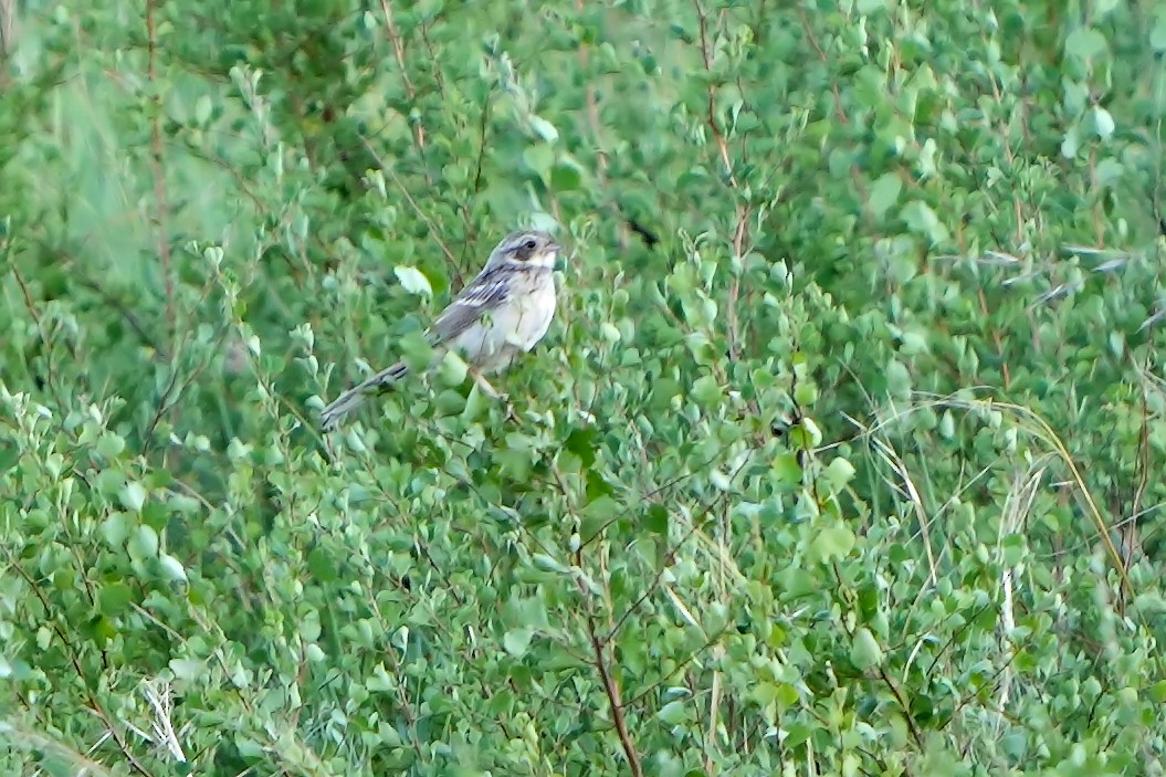 Rufous-backed Bunting - ML614937065