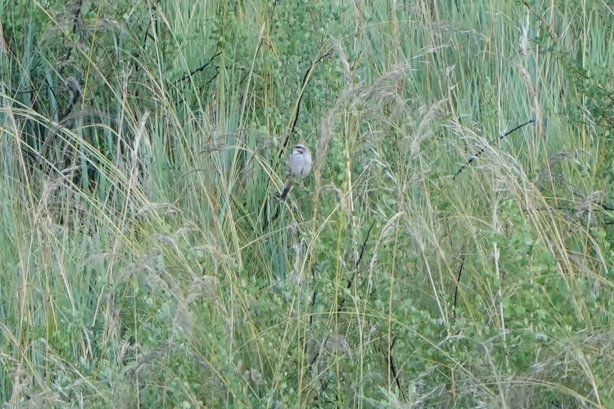 Rufous-backed Bunting - ML614937066