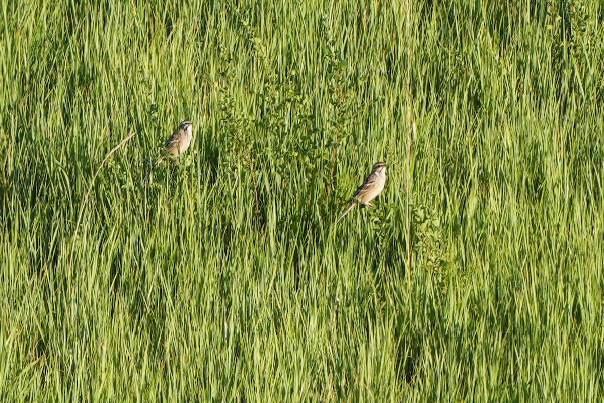 Rufous-backed Bunting - ML614937068