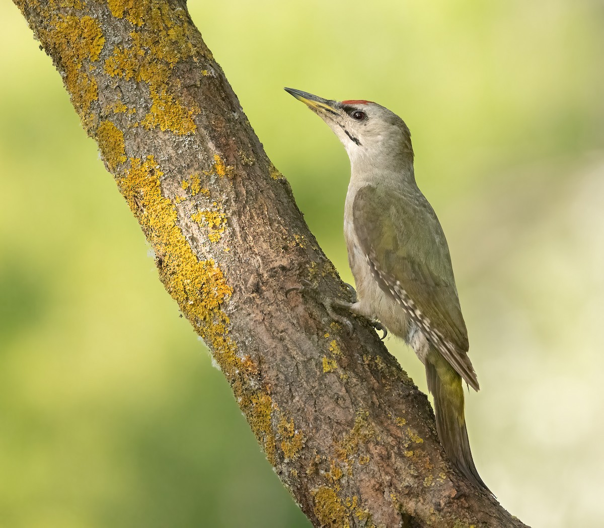 Gray-headed Woodpecker - Hubert Janiszewski