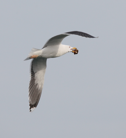 Herring Gull - ML614937122