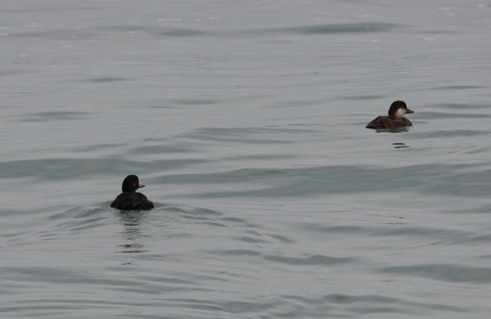 Black Scoter - ML614937128