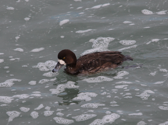Greater Scaup - ML614937160