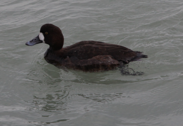 Greater Scaup - ML614937162
