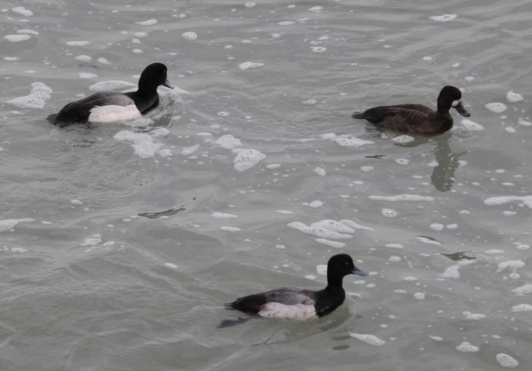 Greater Scaup - ML614937168