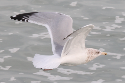 Ring-billed Gull - ML614937185