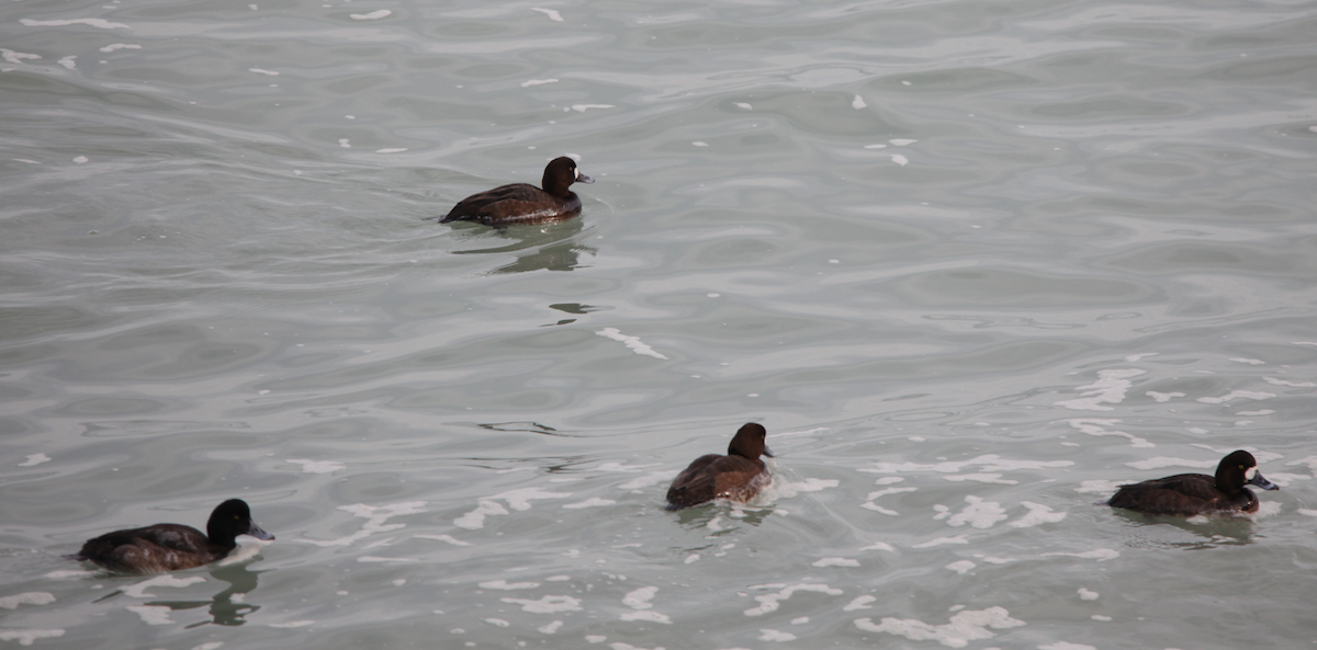 Greater Scaup - ML614937193