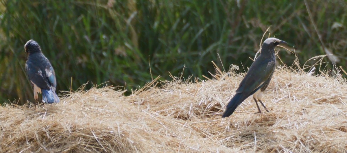 White-crowned Starling - Tracy McLellan