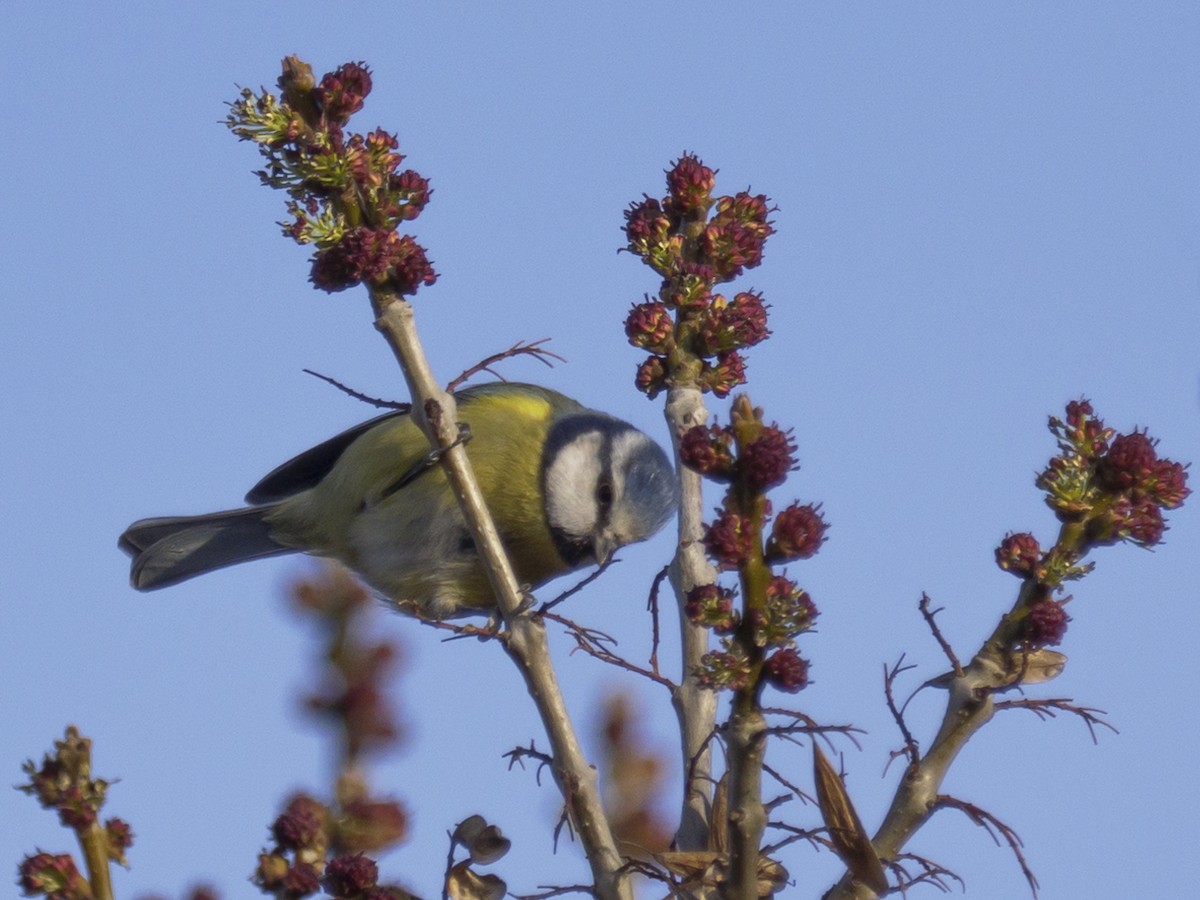 Eurasian Blue Tit - ML614937239