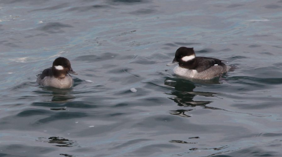 Bufflehead - ML614937240