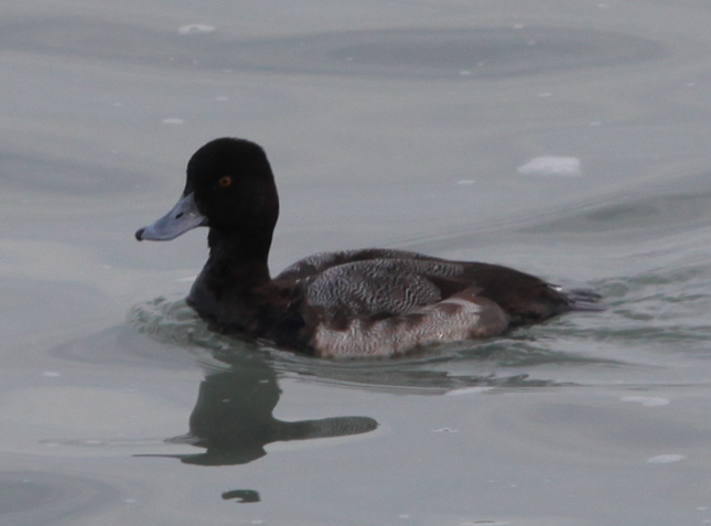 Greater Scaup - ML614937252