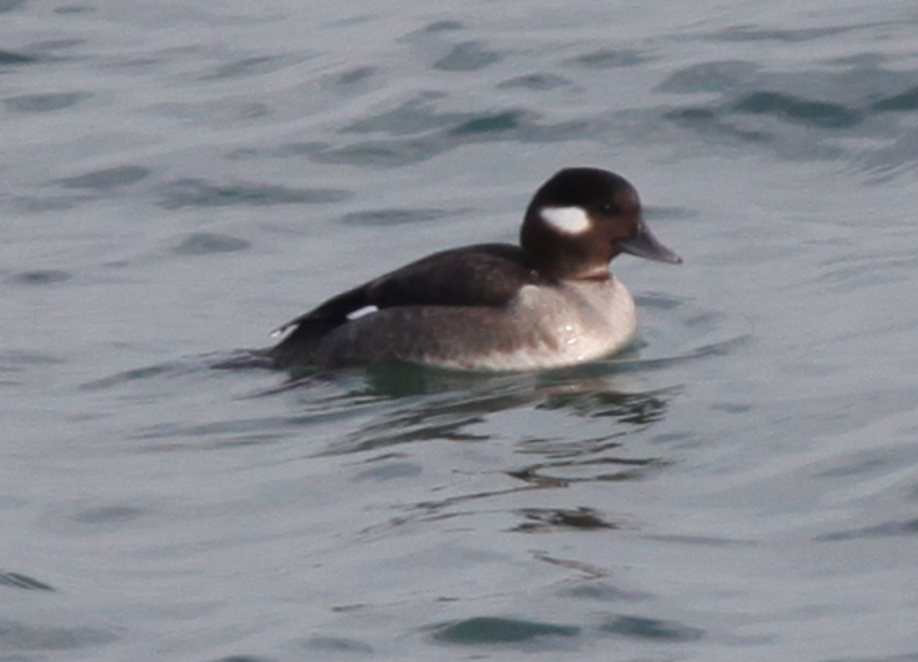 Bufflehead - ML614937256