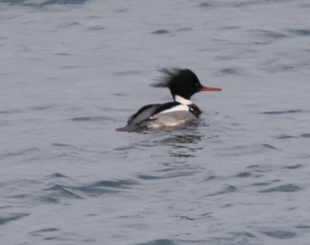 Red-breasted Merganser - ML614937259