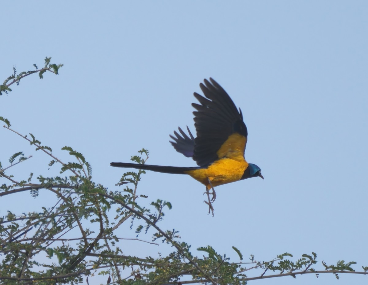 Golden-breasted Starling - ML614937311