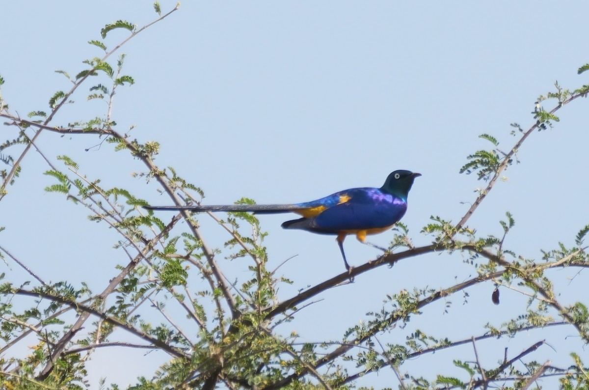 Golden-breasted Starling - ML614937312