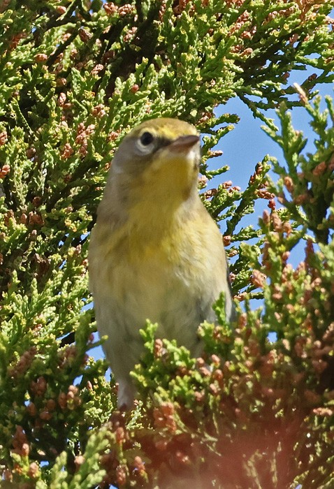 Pine Warbler - Terry Hibbitts