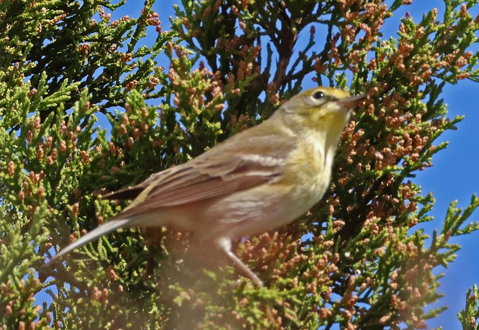 Pine Warbler - Terry Hibbitts