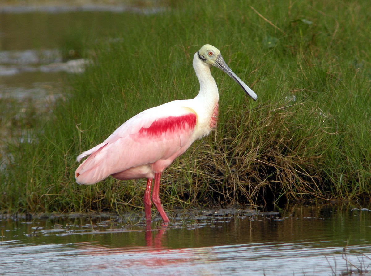 Roseate Spoonbill - ML614937361