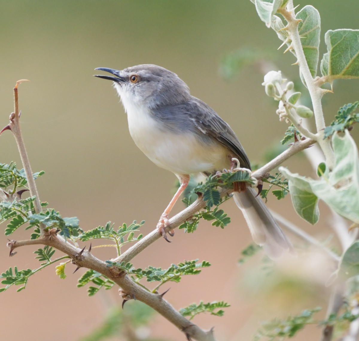 Pale Prinia - ML614937385