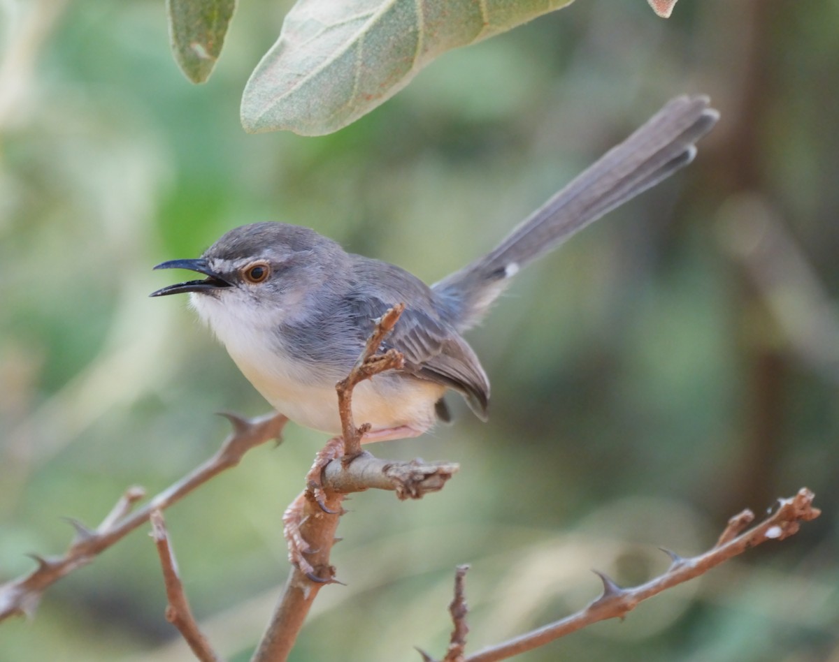 Pale Prinia - Tracy McLellan